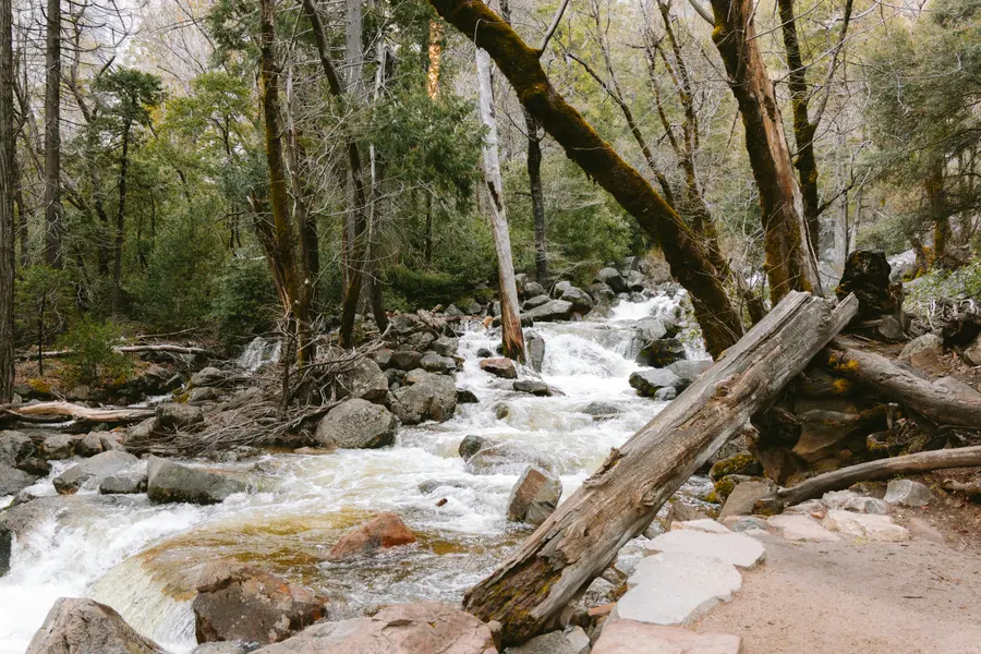 Tranquil Forest Stream — 100-piece jigsaw puzzle
