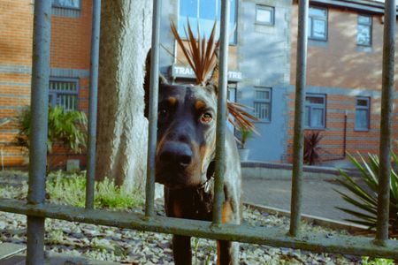 Curious Canine Gaze — 500-piece jigsaw puzzle