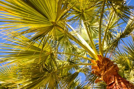 Sunlit Palm Canopy — 64-piece jigsaw puzzle