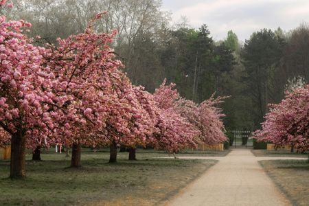 Cherry Blossom Pathway — 300-piece jigsaw puzzle