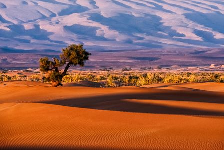 Solitary Tree in Desert — 100-piece jigsaw puzzle