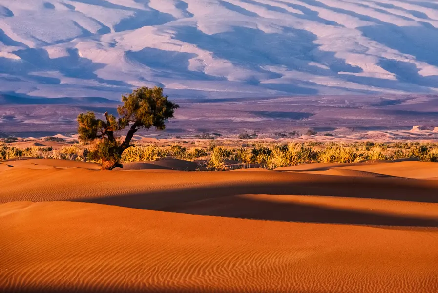 Solitary Tree in Desert — 100-piece jigsaw puzzle