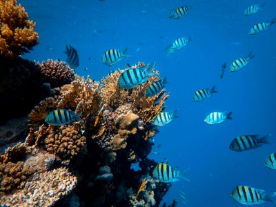 Vibrant Coral Reef — 200-piece jigsaw puzzle