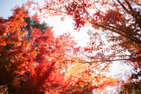 Vibrant Autumn Foliage — 300-piece jigsaw puzzle