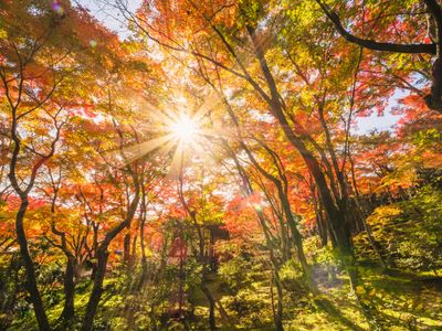 Golden Autumn Light — 500-piece jigsaw puzzle