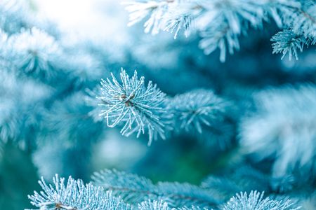 Frosted Pine Needles — 150-piece jigsaw puzzle