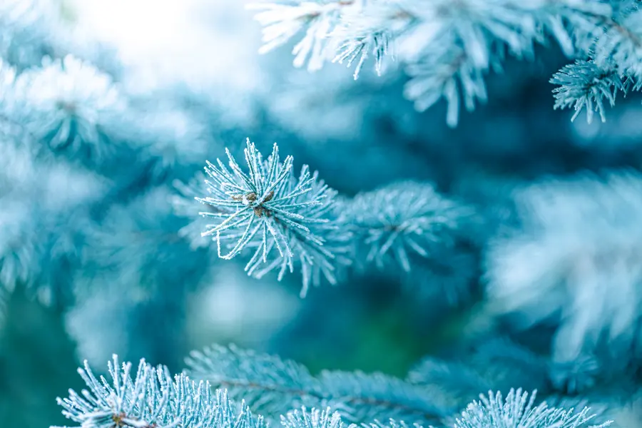 Frosted Pine Needles — 150-piece jigsaw puzzle