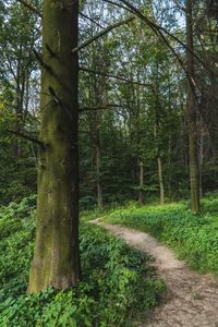 Waldpfad — 100-Teile-Puzzle