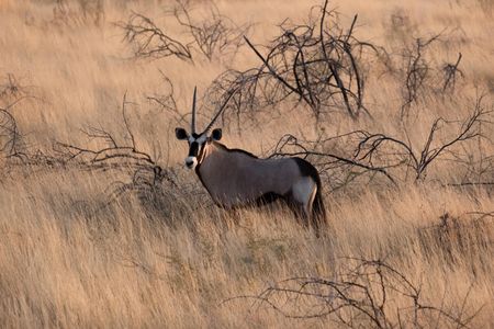 Oryx in Dry Savanna — 150-piece jigsaw puzzle