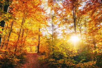 Golden Autumn Forest — 200-piece jigsaw puzzle