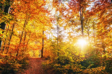 Golden Autumn Forest — 200-piece jigsaw puzzle