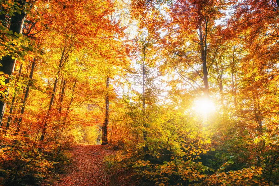 Golden Autumn Forest — 200-piece jigsaw puzzle