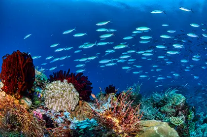 Underwater Coral Symphony — 500-piece jigsaw puzzle