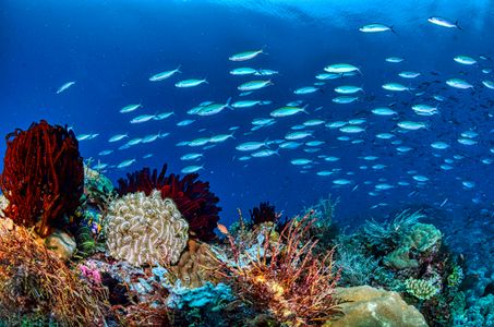 Underwater Coral Symphony — 500-piece jigsaw puzzle