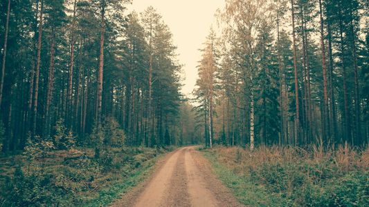 Forest Pathway — 400-piece jigsaw puzzle