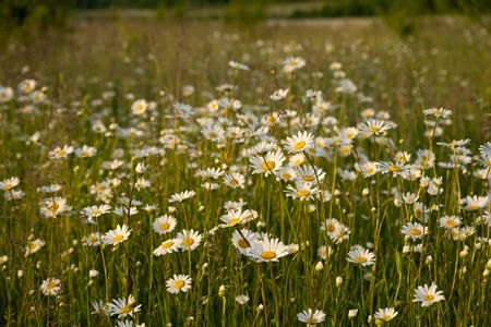 Daisy Meadow Bliss — 300-piece jigsaw puzzle