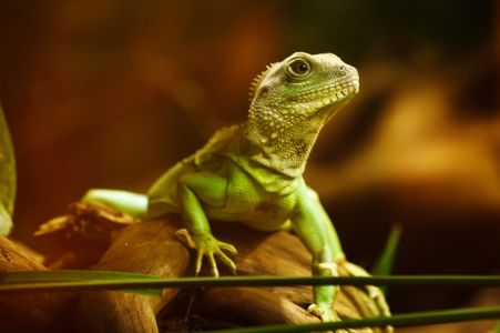 Graceful Green Lizard — 200-piece jigsaw puzzle