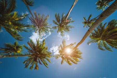 Sunlit Palm Sky — 150-piece jigsaw puzzle
