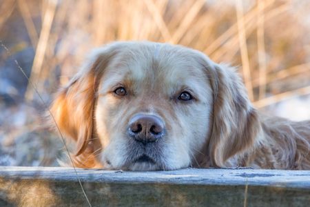 Golden Gaze — 200-piece jigsaw puzzle