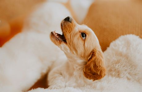 Puppy in Soft Blanket — 300-piece jigsaw puzzle