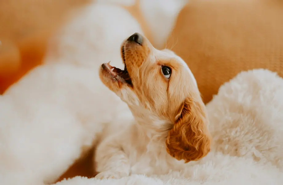Puppy in Soft Blanket — 300-piece jigsaw puzzle