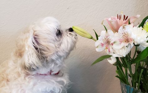 Curious Pup and Blooms — 300-piece jigsaw puzzle