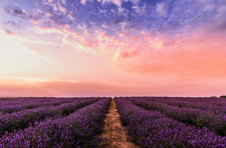 Lavender Sunset Glow — 500-piece jigsaw puzzle