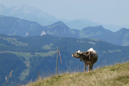 Cow in Alpine Hills — 300-piece jigsaw puzzle