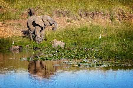 Elephant by the Water — 300-piece jigsaw puzzle