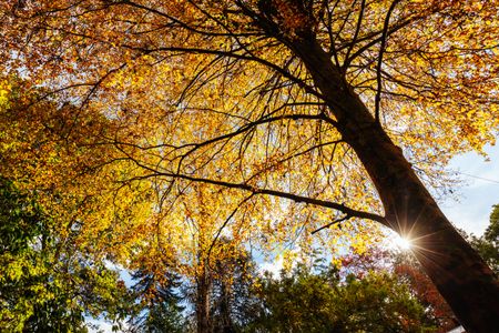 Golden Autumn Canopy — 64-piece jigsaw puzzle