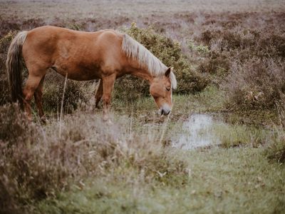Horse by Tranquil Pond — 300-piece jigsaw puzzle
