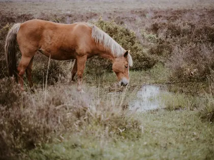Horse by Tranquil Pond — 300-piece jigsaw puzzle