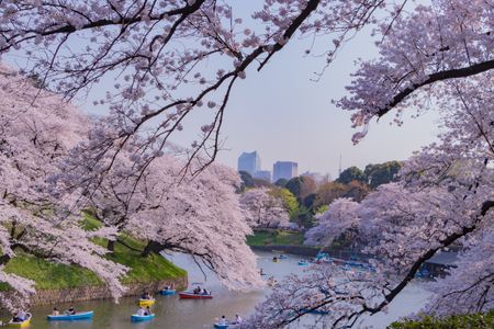 Cherry Blossom Serenity — 400-piece jigsaw puzzle