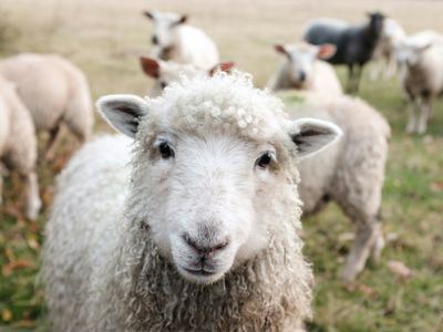 Curious Sheep Stare — 300-piece jigsaw puzzle