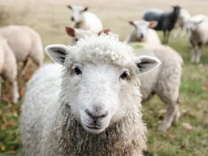 Curious Sheep Stare — 300-piece jigsaw puzzle