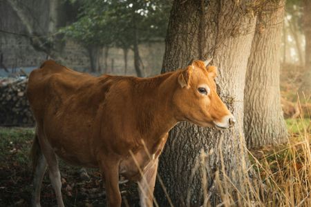 Cow in Autumn Woods — 200-piece jigsaw puzzle