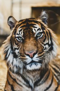Majestic Tiger Gaze — 200-piece jigsaw puzzle