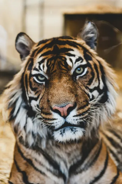 Majestic Tiger Gaze — 200-piece jigsaw puzzle