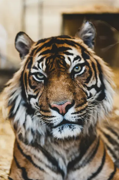 Majestic Tiger Gaze — 200-piece jigsaw puzzle