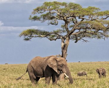 Elephants on the Savannah — 200-piece jigsaw puzzle