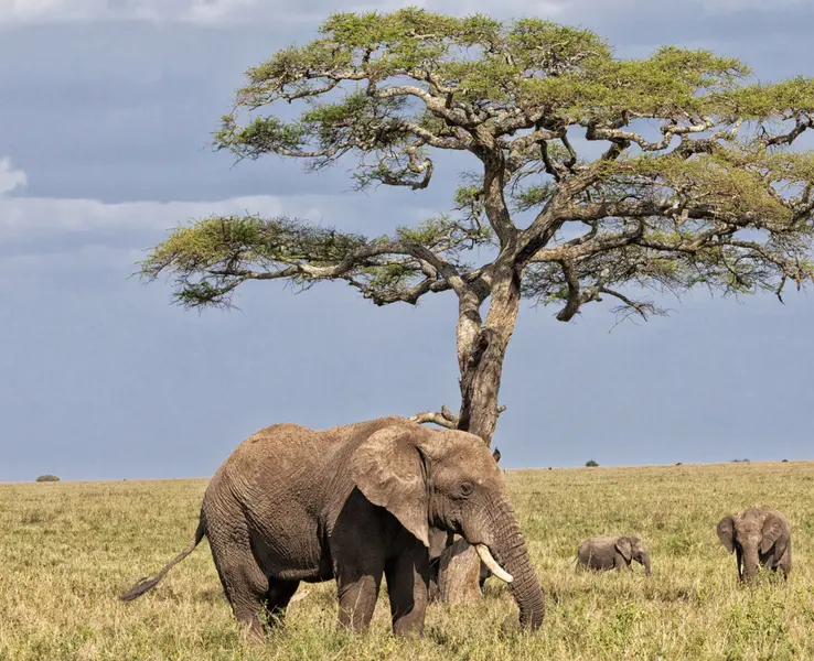 Elephants on the Savannah — 200-piece jigsaw puzzle