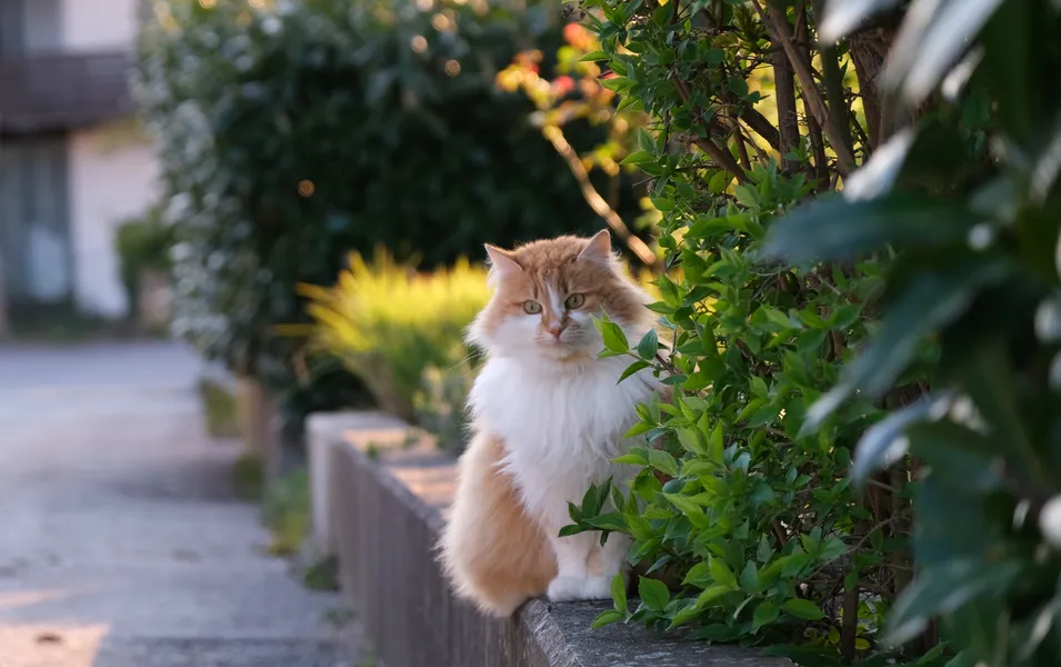 Curious Garden Cat — 500-piece jigsaw puzzle