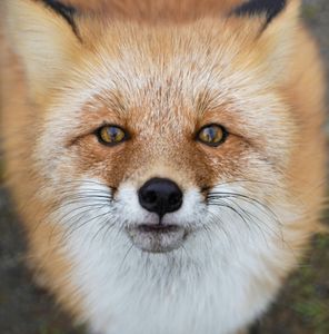 Curious Fox Portrait — 300-piece jigsaw puzzle