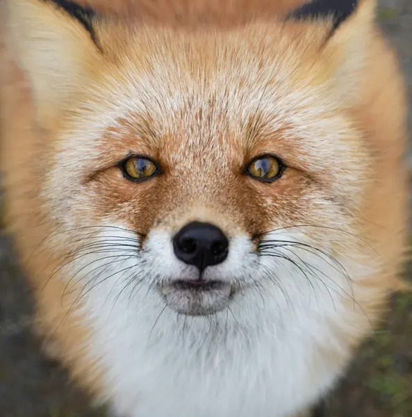 Curious Fox Portrait — 300-piece jigsaw puzzle
