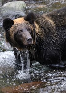 Grizzly Fishing in Stream — 150-piece jigsaw puzzle