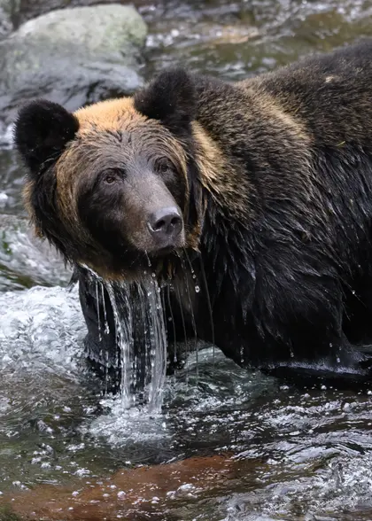 Grizzly Fishing in Stream — 150-piece jigsaw puzzle