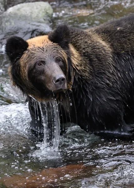 Grizzly Fishing in Stream — 150-piece jigsaw puzzle