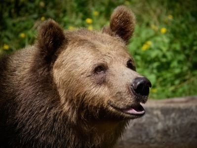 Bear in the Wild — 300-piece jigsaw puzzle
