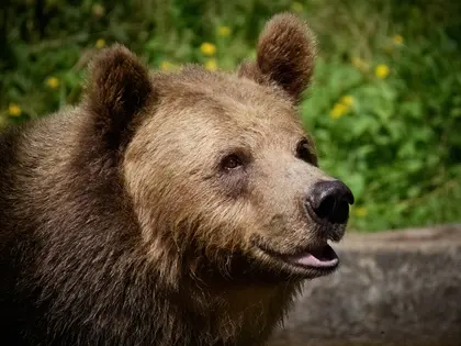 Bear in the Wild — 300-piece jigsaw puzzle
