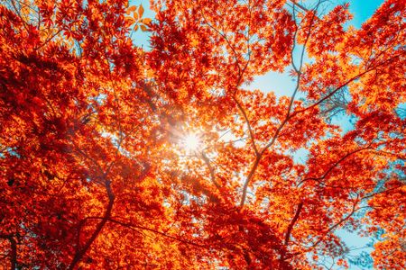 Syksyn auringonvalo — 64 palan palapeli